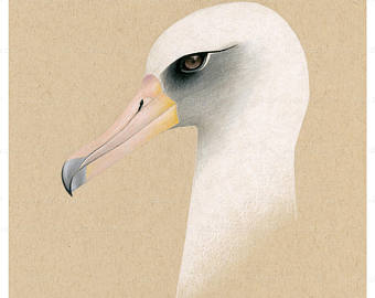 Albatross svg #6, Download drawings
