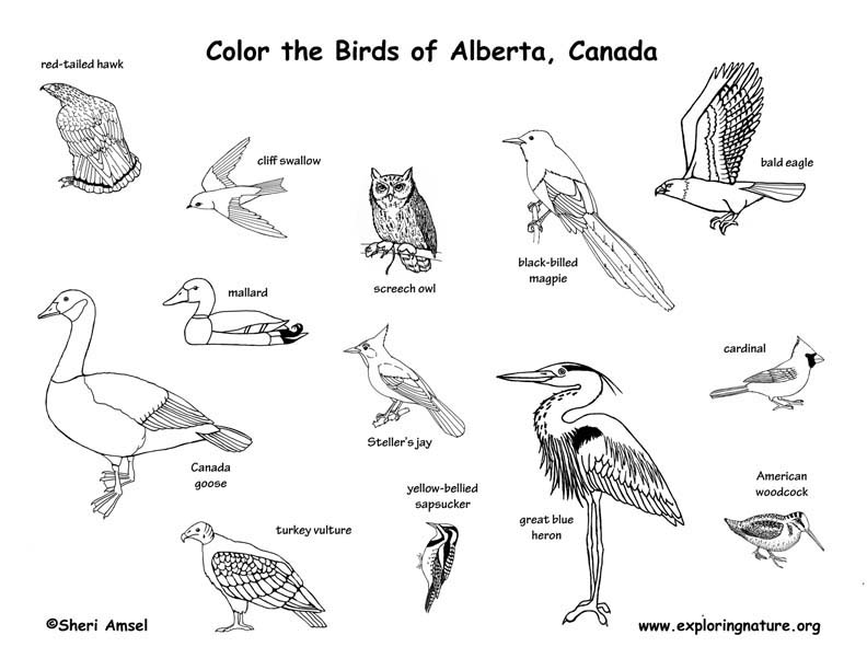 Alberta coloring #8, Download drawings