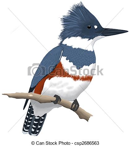 Belted Kingfisher clipart #3, Download drawings