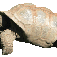 Aldabra Giant Tortoise clipart #7, Download drawings