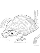 Aldabra Giant Tortoise coloring #17, Download drawings