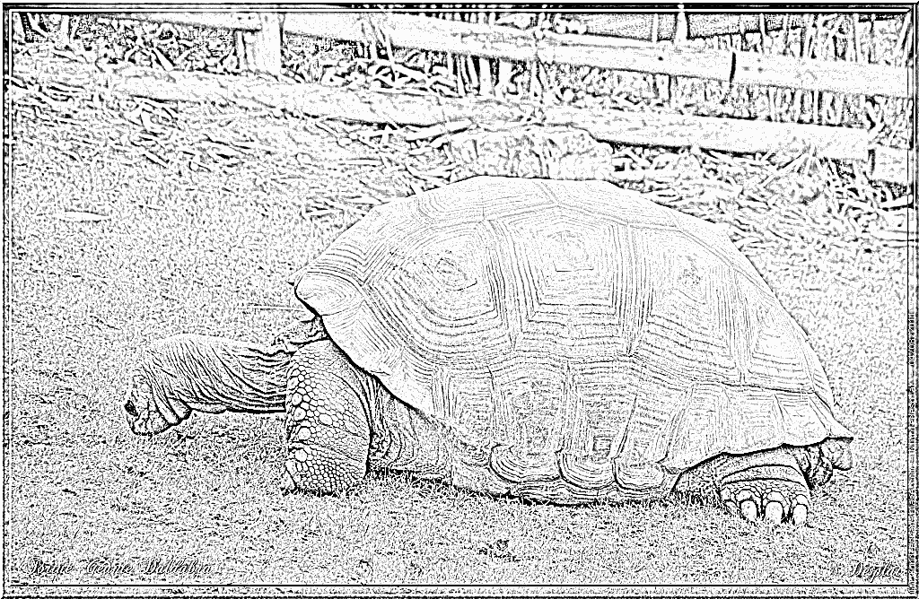 Aldabra Giant Tortoise coloring #5, Download drawings