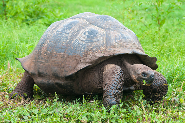 Aldabra Giant Tortoise coloring #3, Download drawings