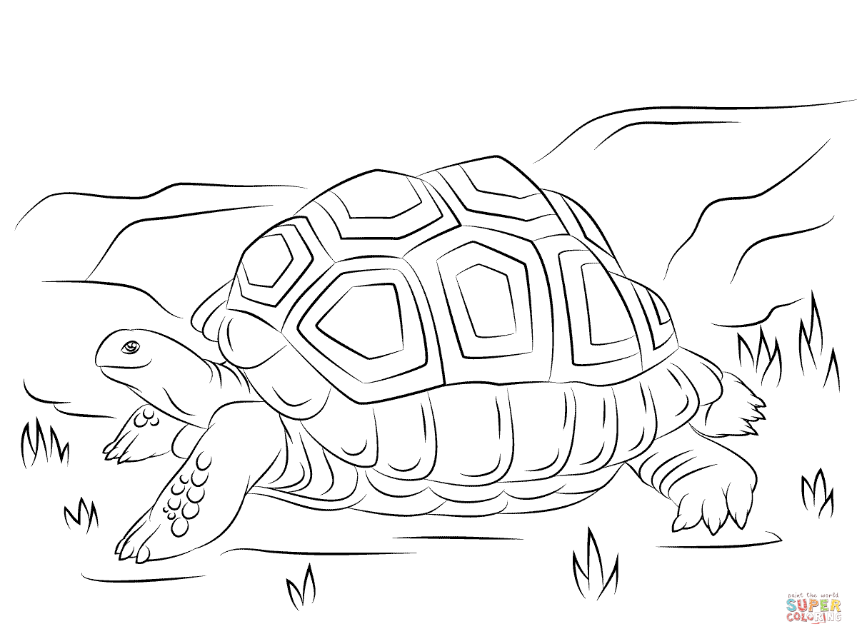 Giant Tortoise coloring #16, Download drawings