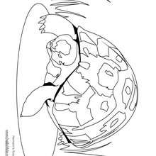 Aldabra Giant Tortoise coloring #15, Download drawings