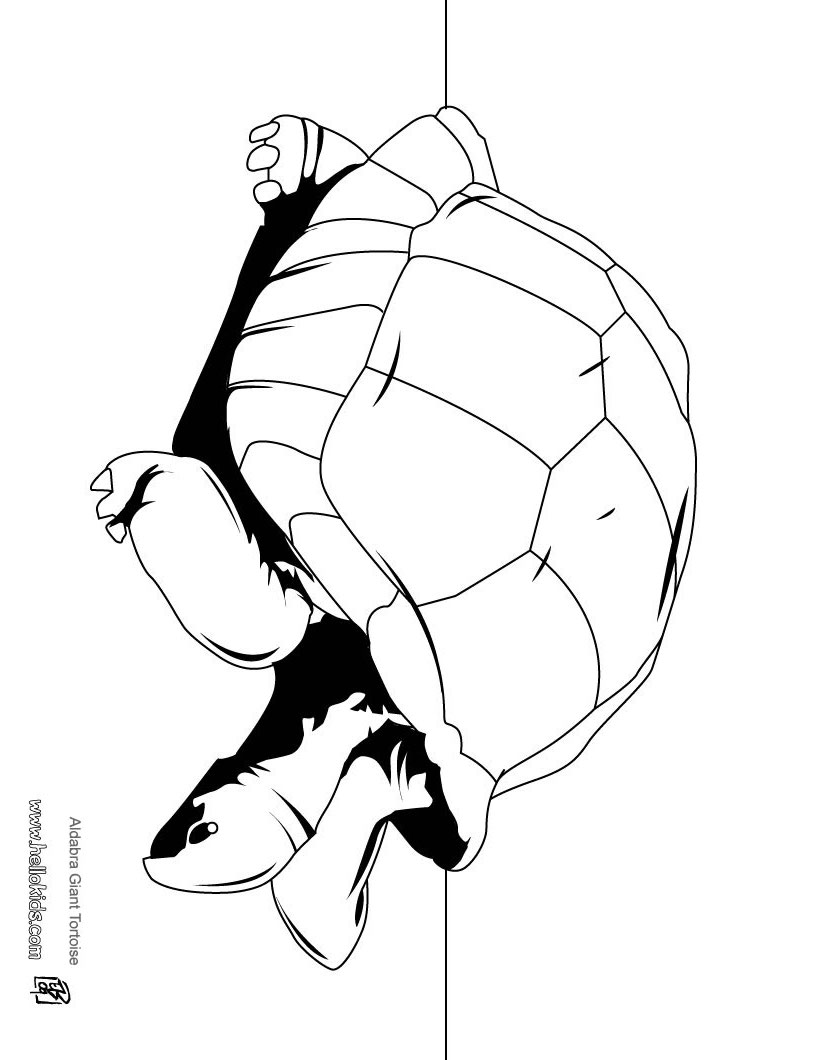 Giant Tortoise coloring #20, Download drawings