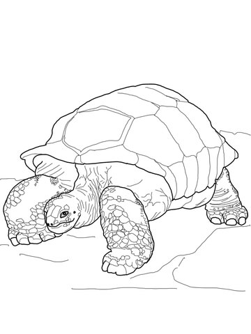 Aldabra Giant Tortoise coloring #16, Download drawings