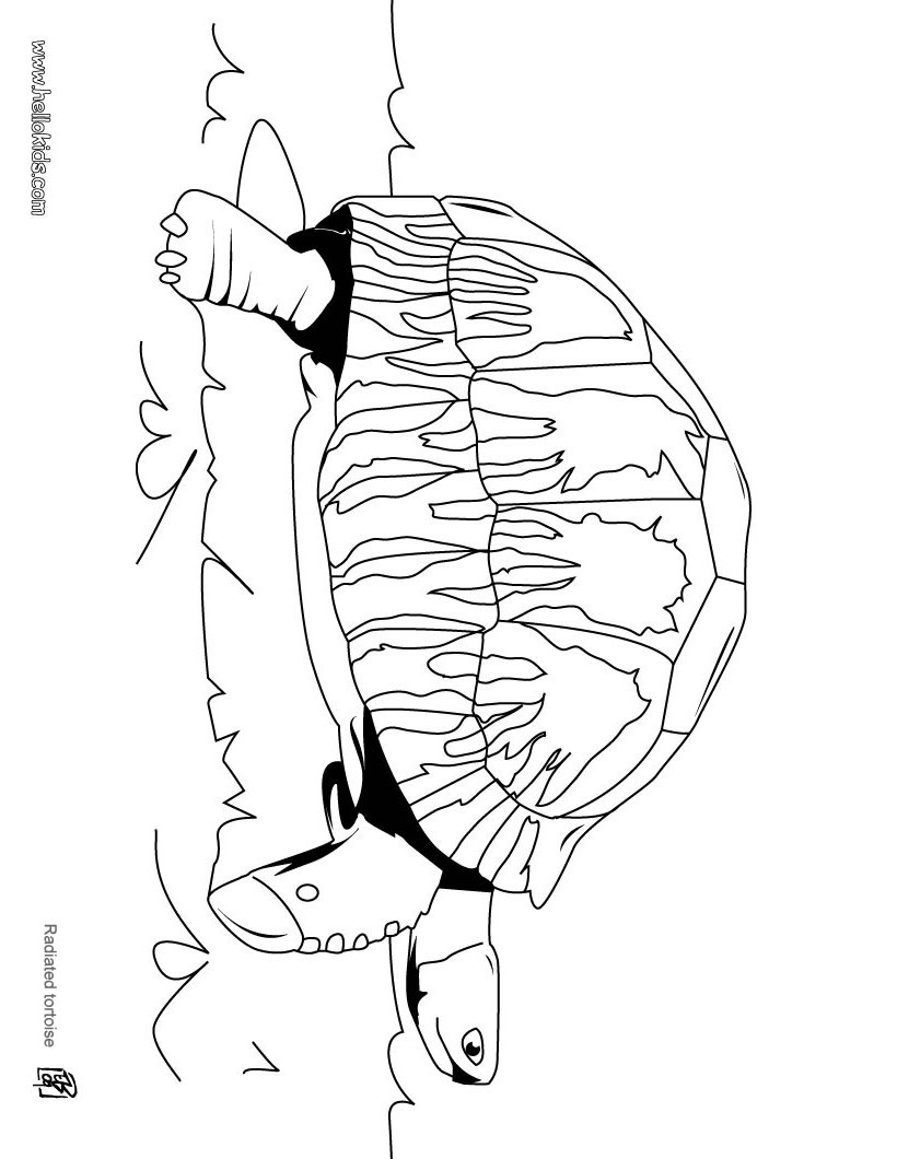 Spider Tortoise coloring #1, Download drawings