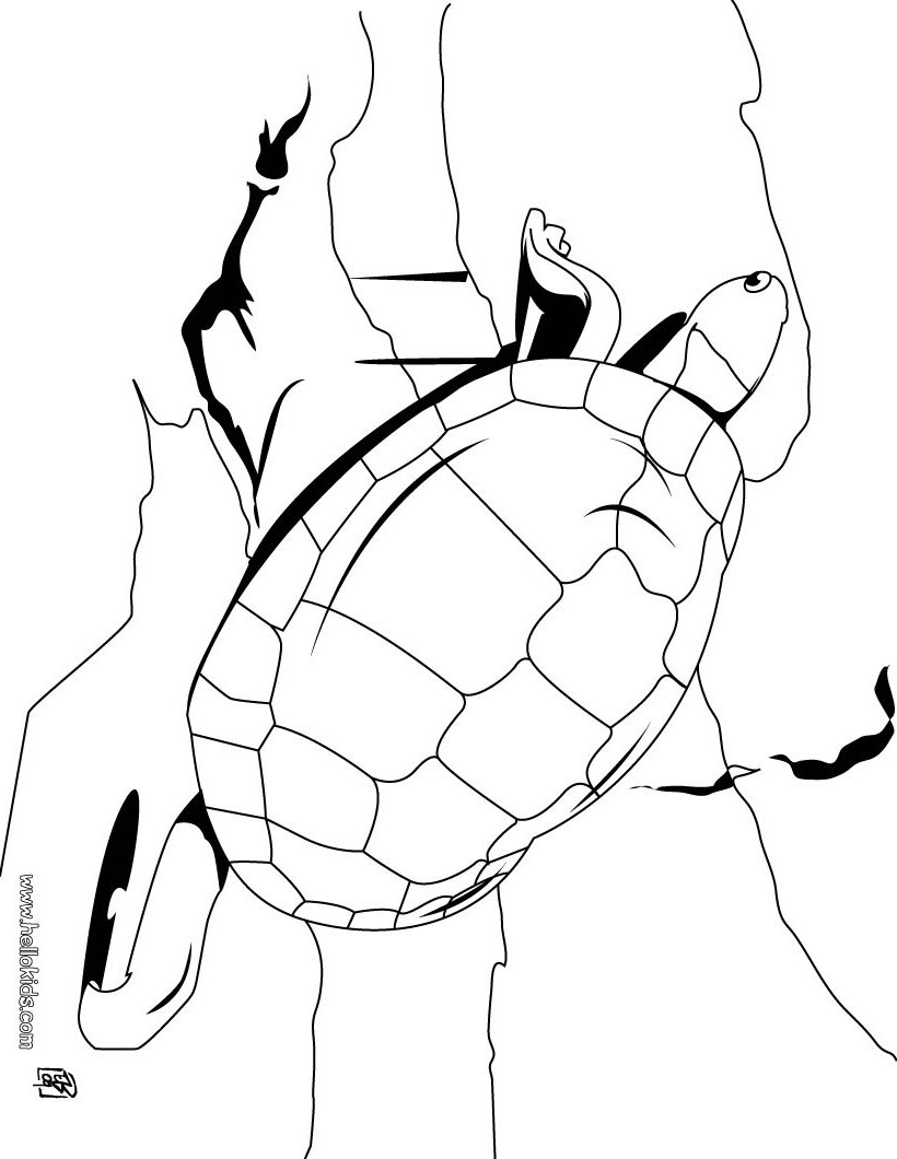Giant Tortoise coloring #17, Download drawings