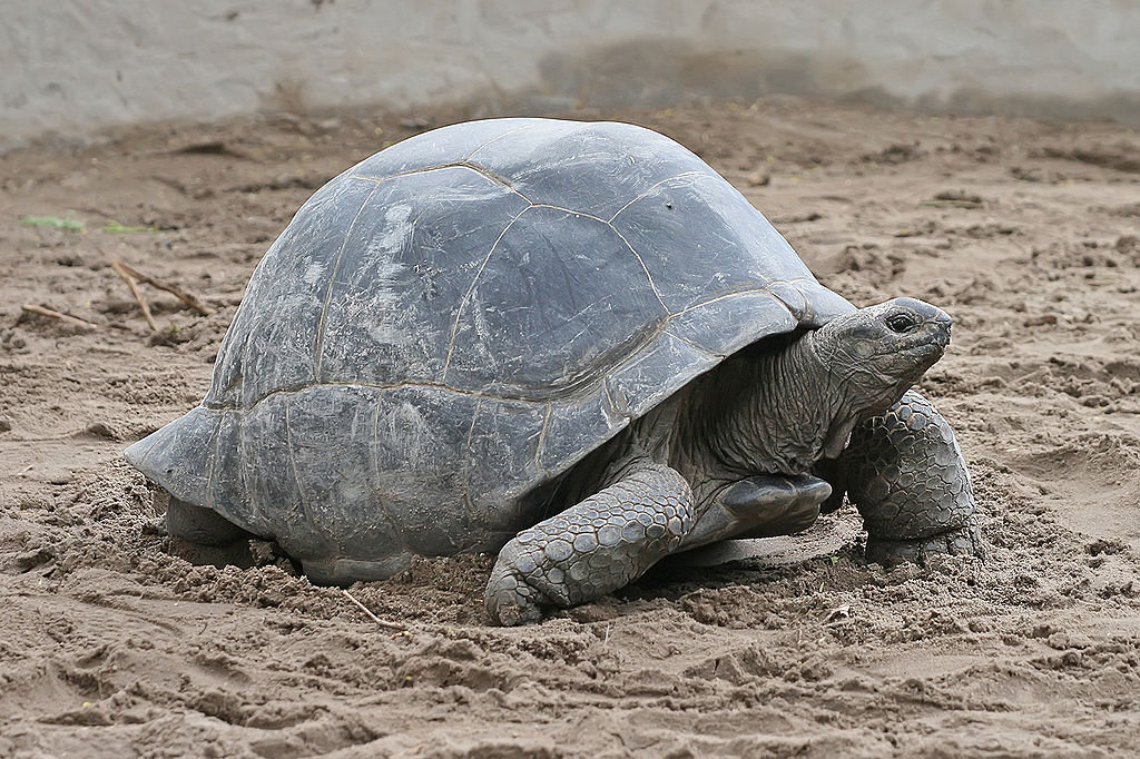 Aldabra Giant Tortoise svg #18, Download drawings
