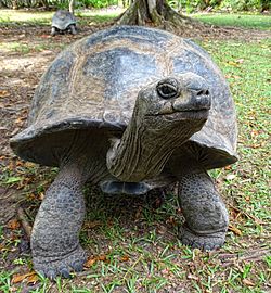 Aldabra Giant Tortoise svg #14, Download drawings