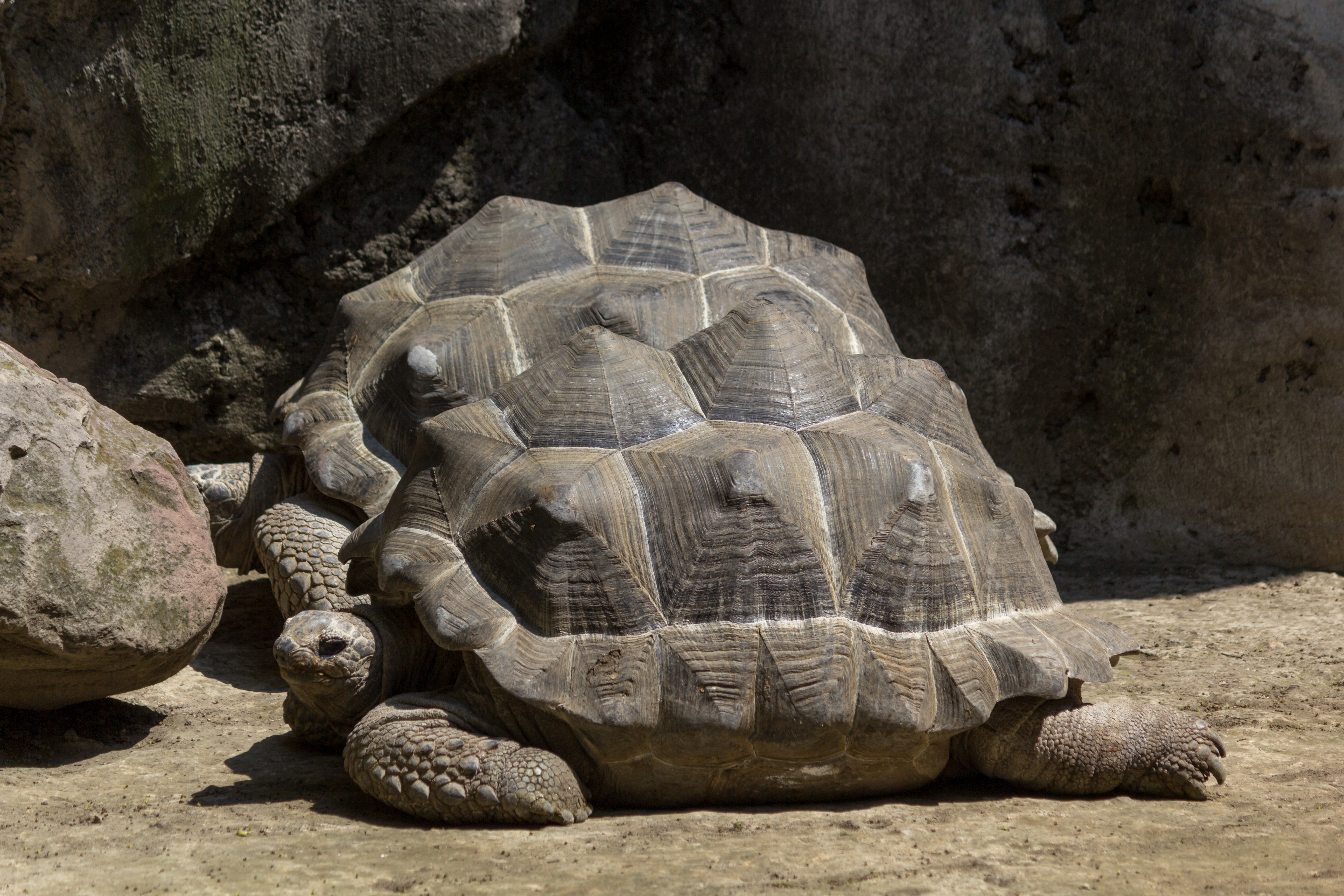Aldabra Giant Tortoise svg #2, Download drawings