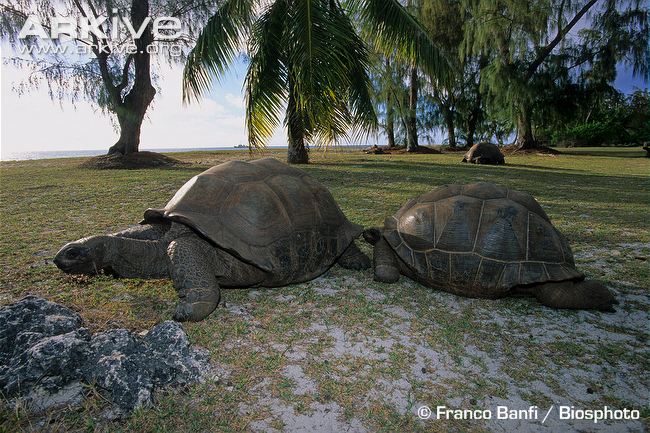 Aldabra Giant Tortoise svg #8, Download drawings