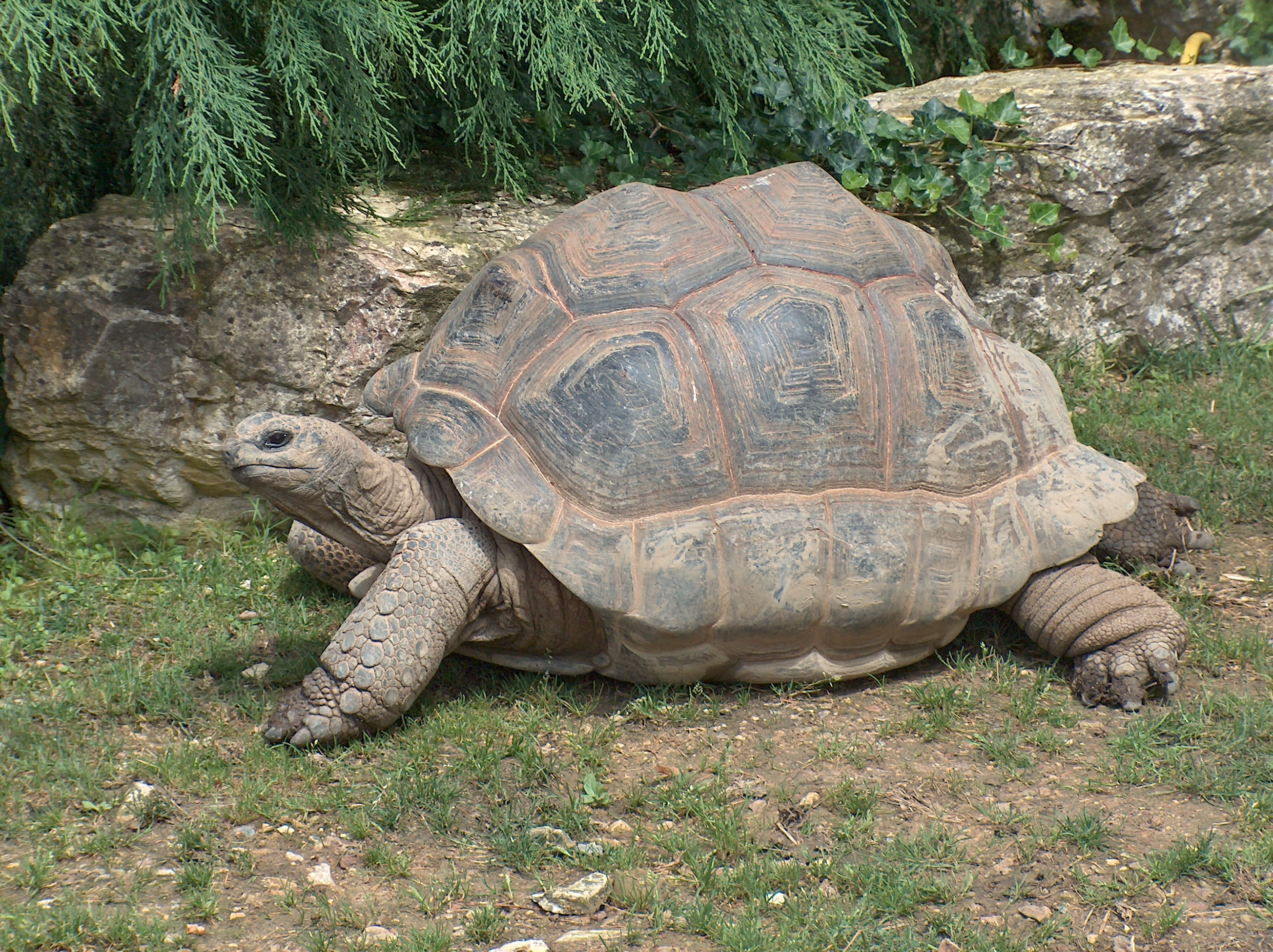 Aldabra Giant Tortoise svg #10, Download drawings