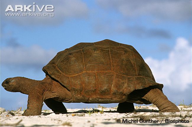 Aldabra Giant Tortoise svg #16, Download drawings