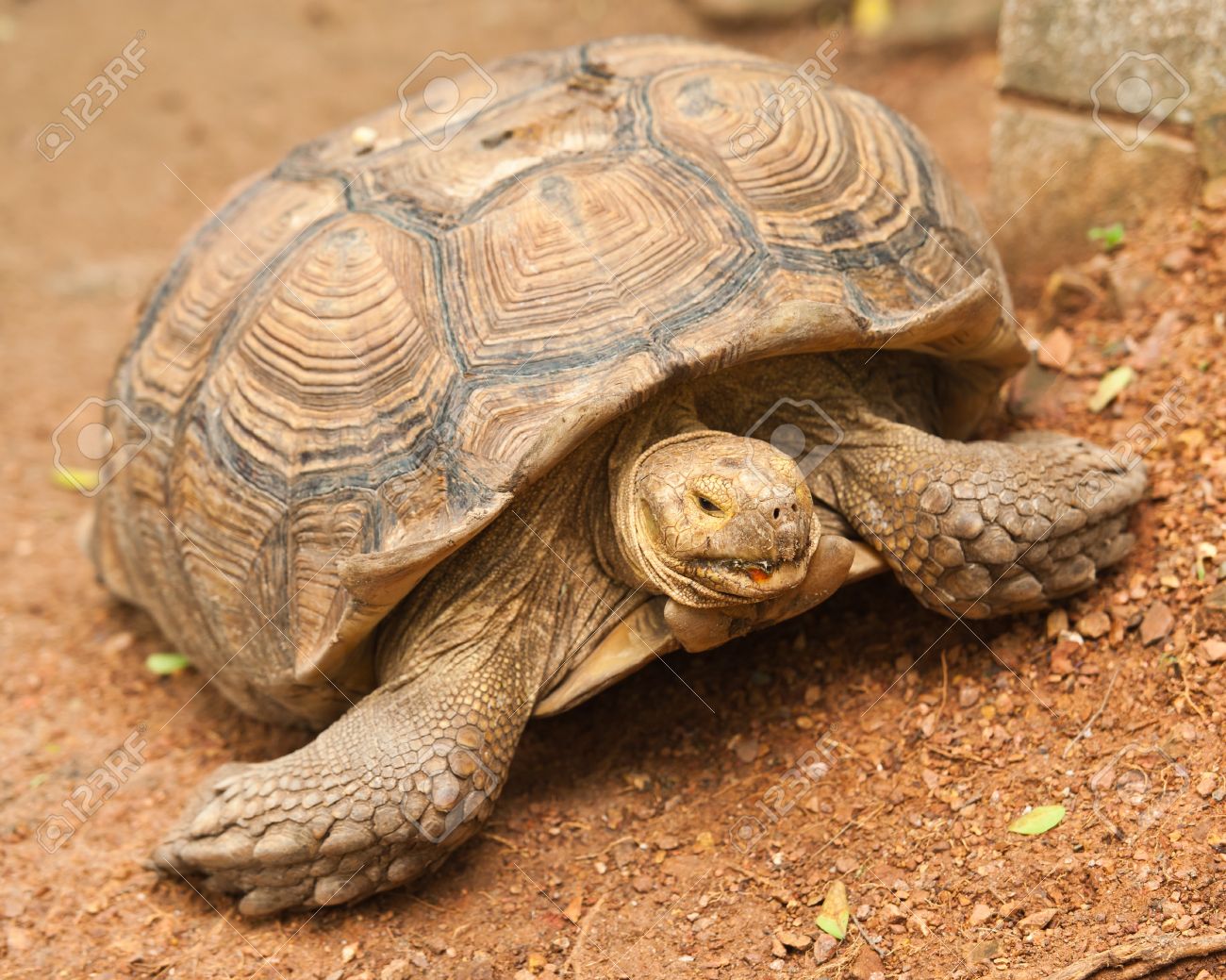 Aldabra Giant Tortoise svg #9, Download drawings