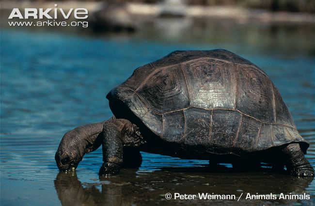 Aldabra Giant Tortoise svg #12, Download drawings