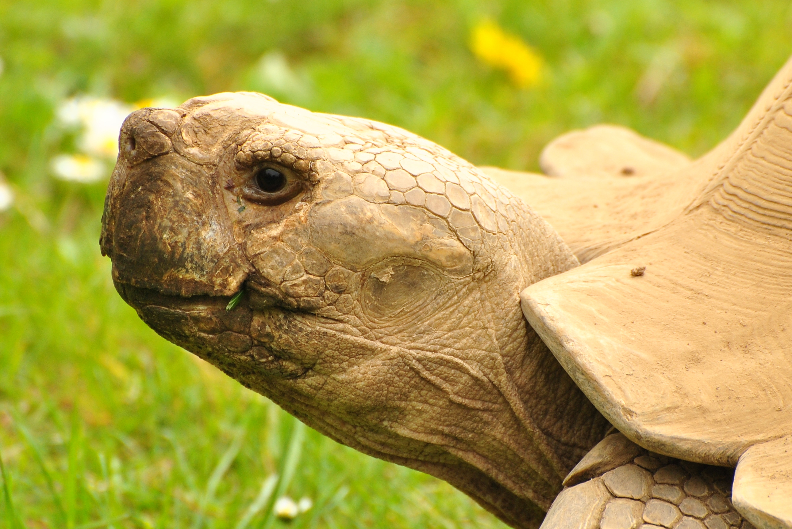 Aldabra Giant Tortoise svg #3, Download drawings