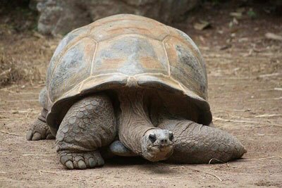 Aldabra Giant Tortoise svg #20, Download drawings