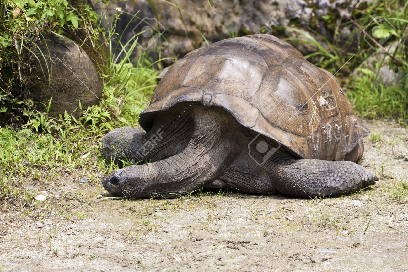 Aldabra Giant Tortoise svg #17, Download drawings