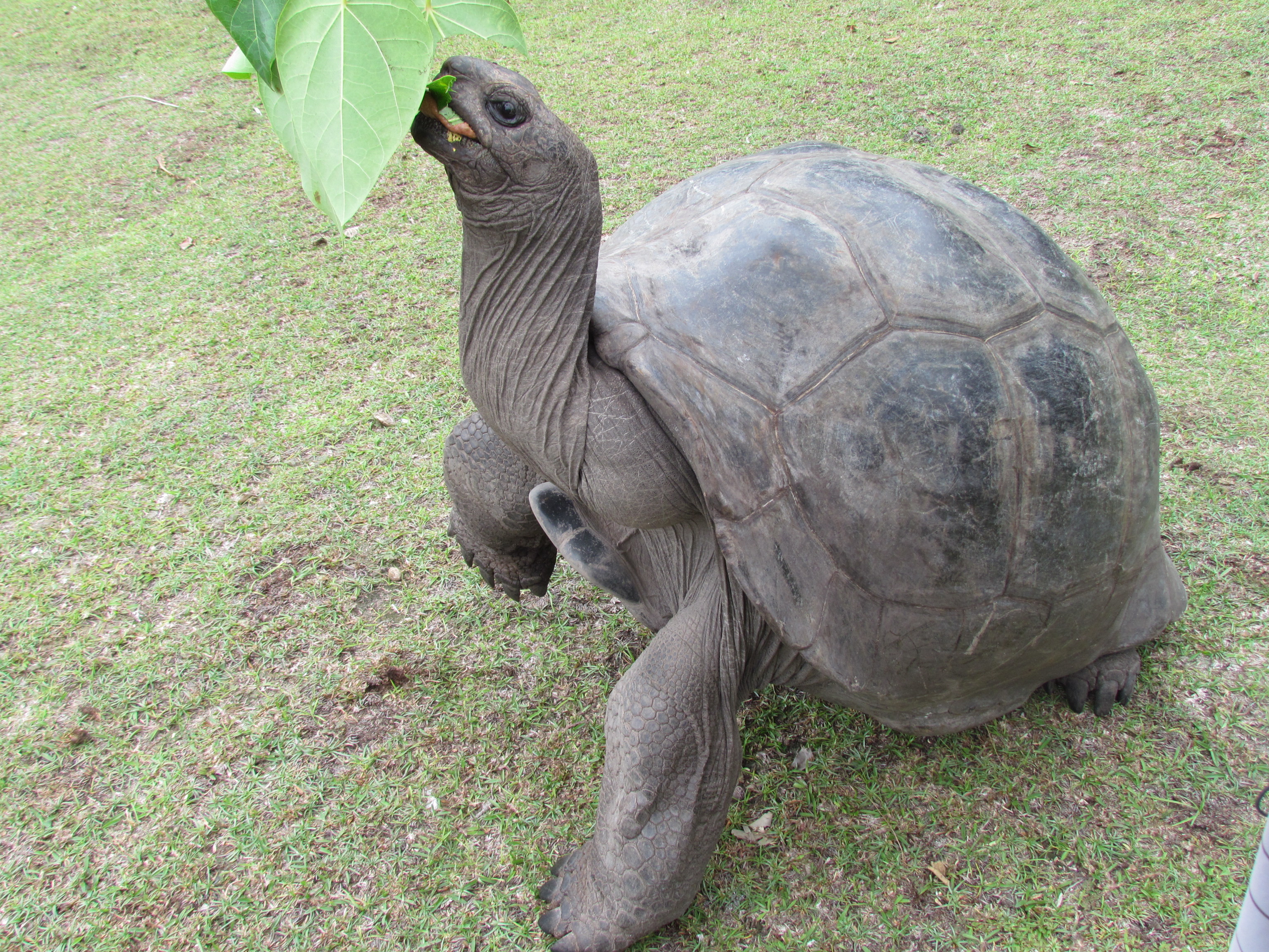 Aldabra Giant Tortoise svg #7, Download drawings