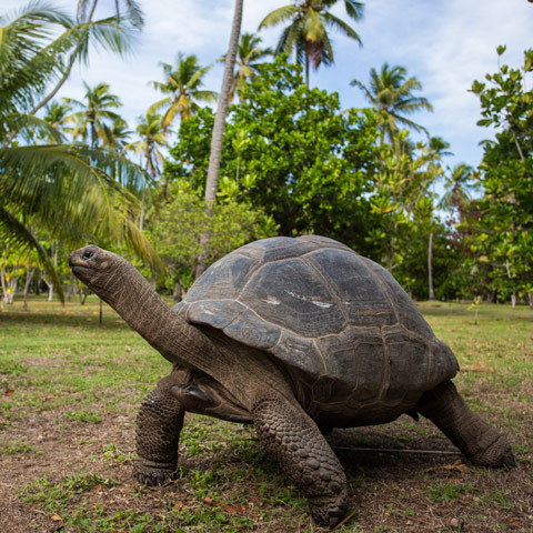 Aldabra Giant Tortoise svg #5, Download drawings
