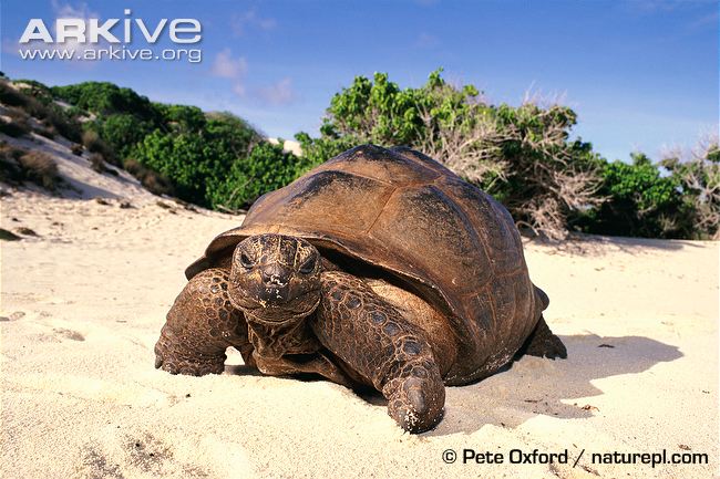 Aldabra Giant Tortoise svg #15, Download drawings