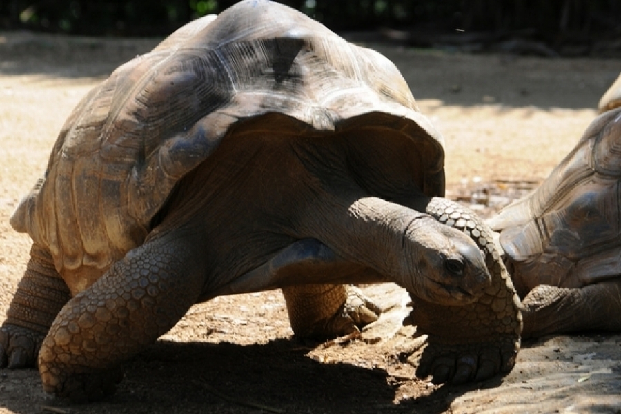 Aldabra Giant Tortoise svg #6, Download drawings