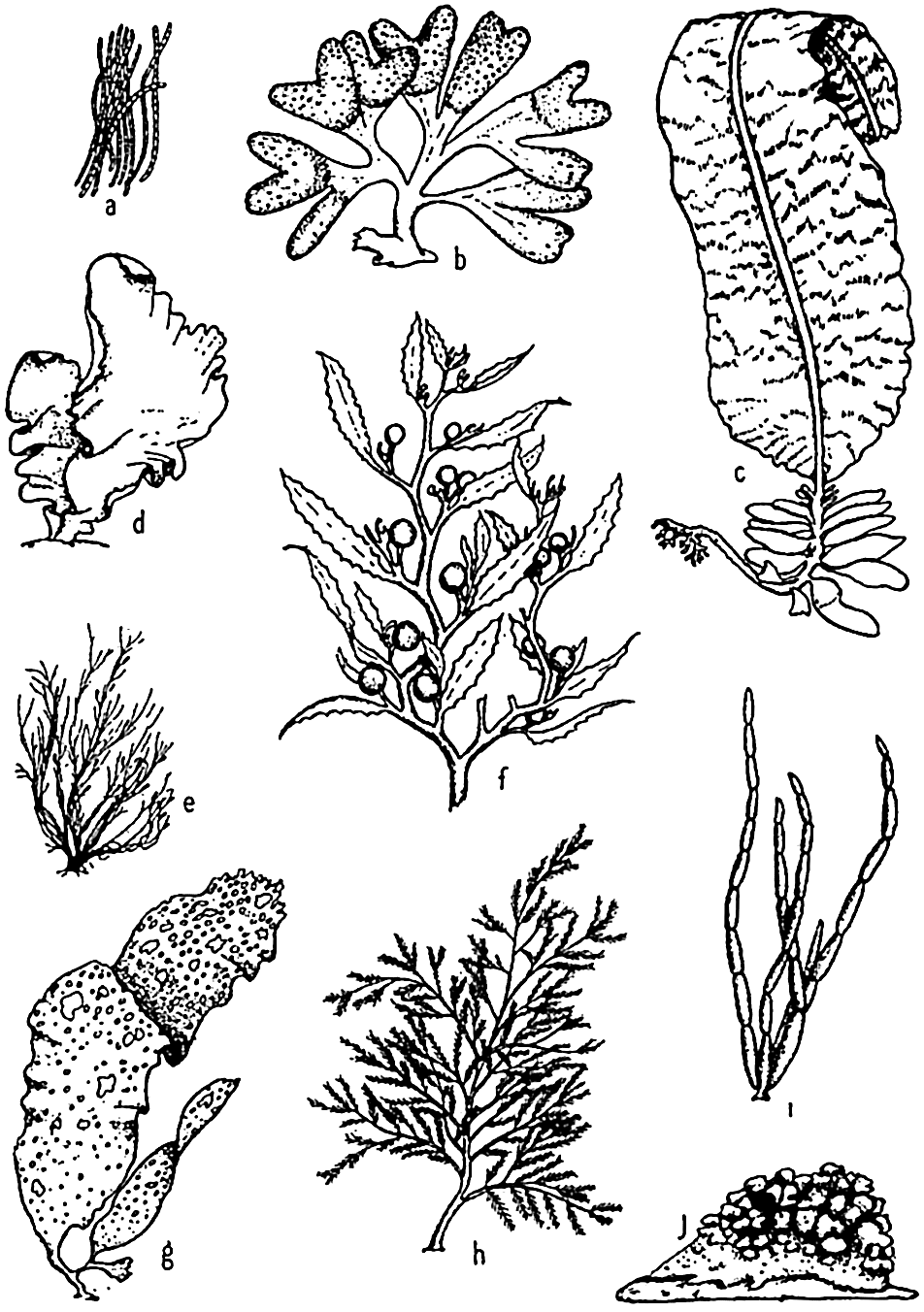Marine Plant coloring #7, Download drawings