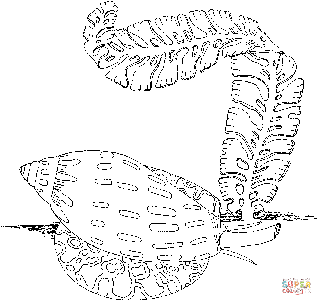 Mollusc coloring #14, Download drawings