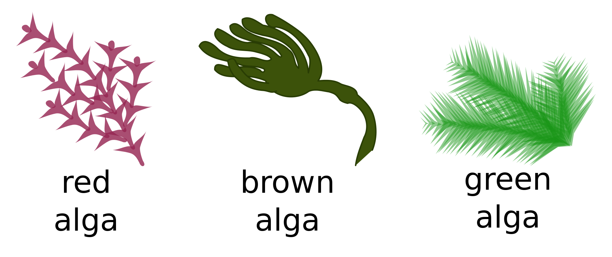 Algae svg #14, Download drawings