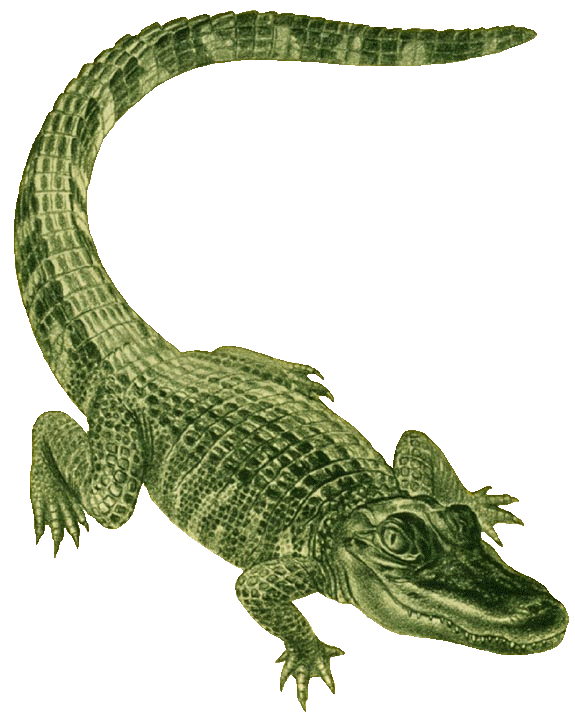 Alligator clipart #3, Download drawings
