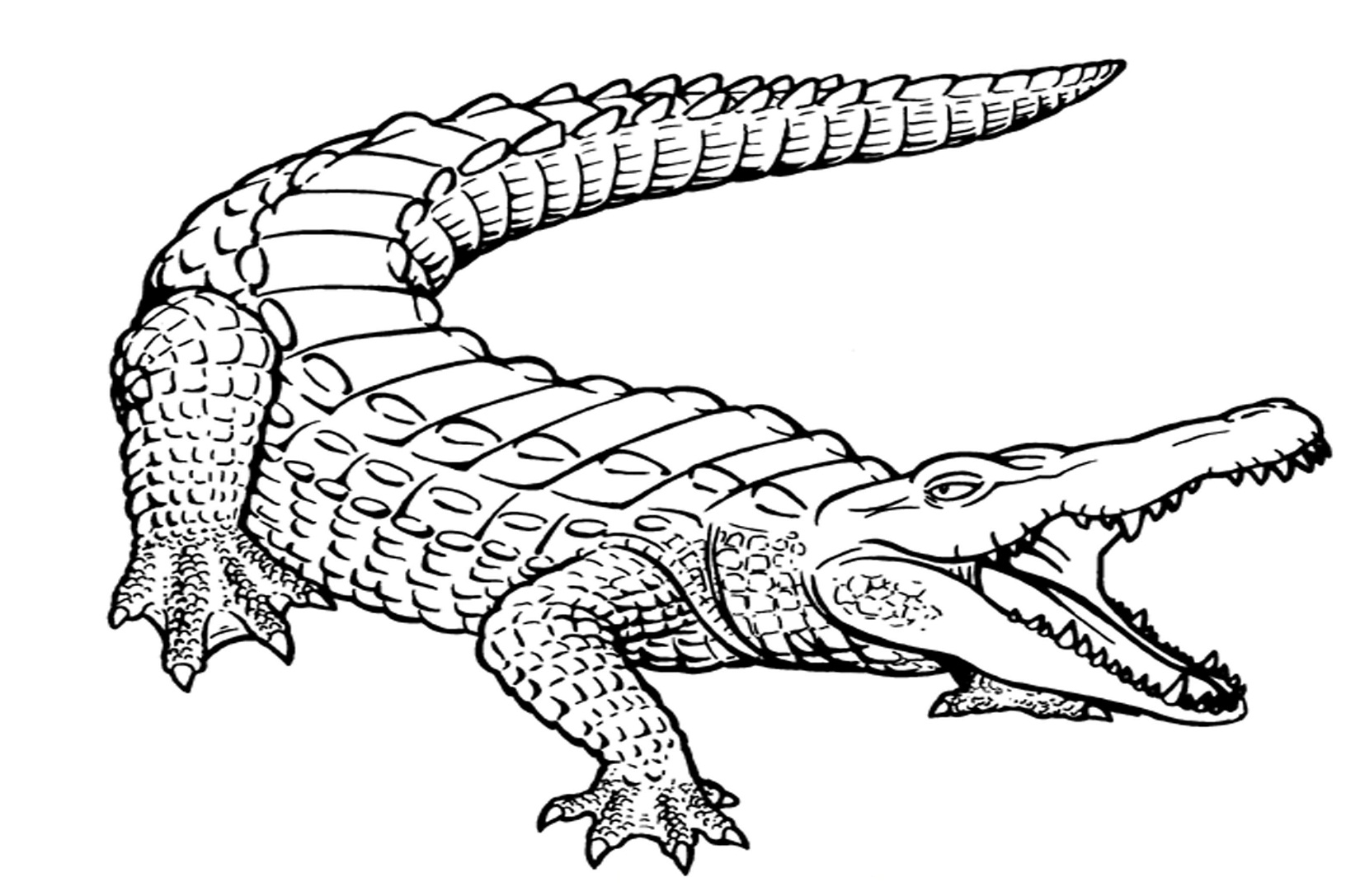 Alligator coloring #16, Download drawings