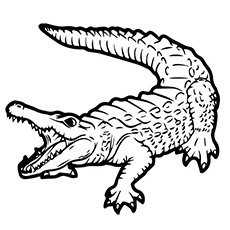 Alligator coloring #20, Download drawings