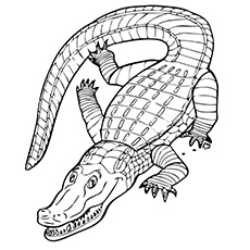 Alligator coloring #2, Download drawings