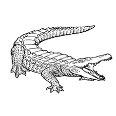 Alligator coloring #17, Download drawings