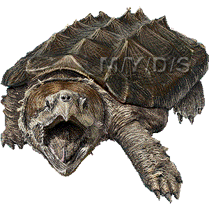 Alligator Snapping Turtle clipart #4, Download drawings