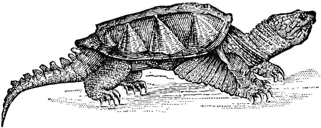 Alligator Snapping Turtle clipart #10, Download drawings