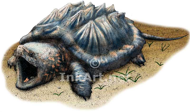 Alligator Snapping Turtle coloring #14, Download drawings
