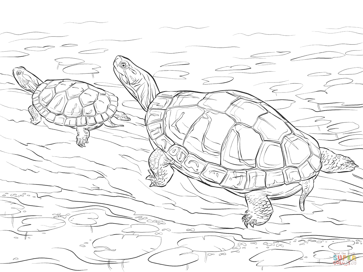 Alligator Snapping Turtle coloring #16, Download drawings