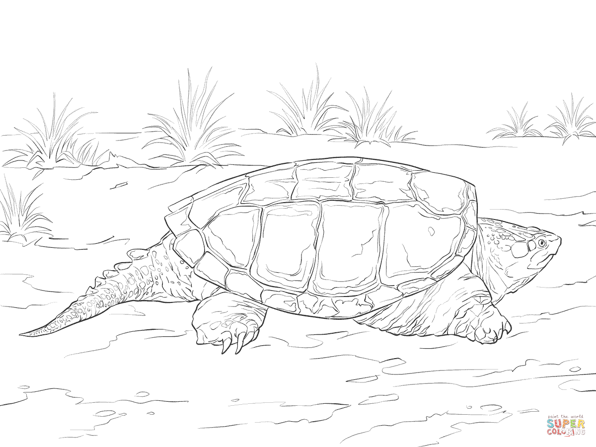 Alligator Snapping Turtle coloring #4, Download drawings