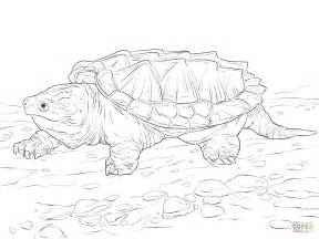 Alligator Snapping Turtle coloring #2, Download drawings
