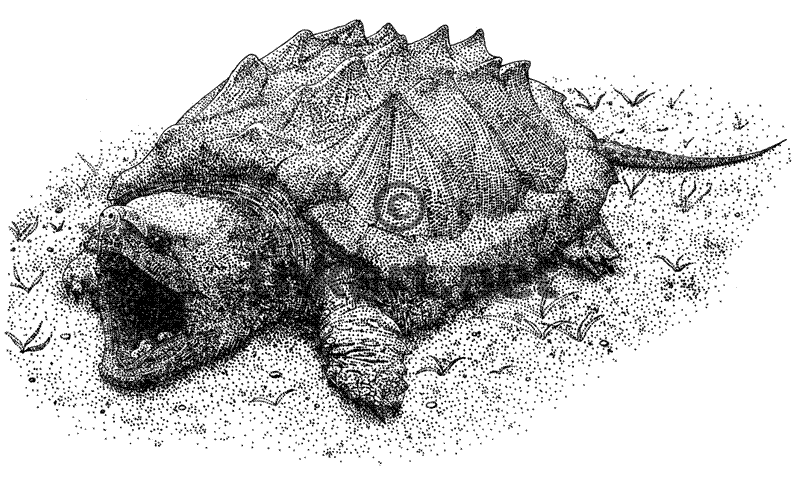 Alligator Snapping Turtle coloring #6, Download drawings