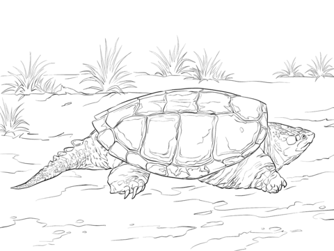 Alligator Snapping Turtle coloring #3, Download drawings
