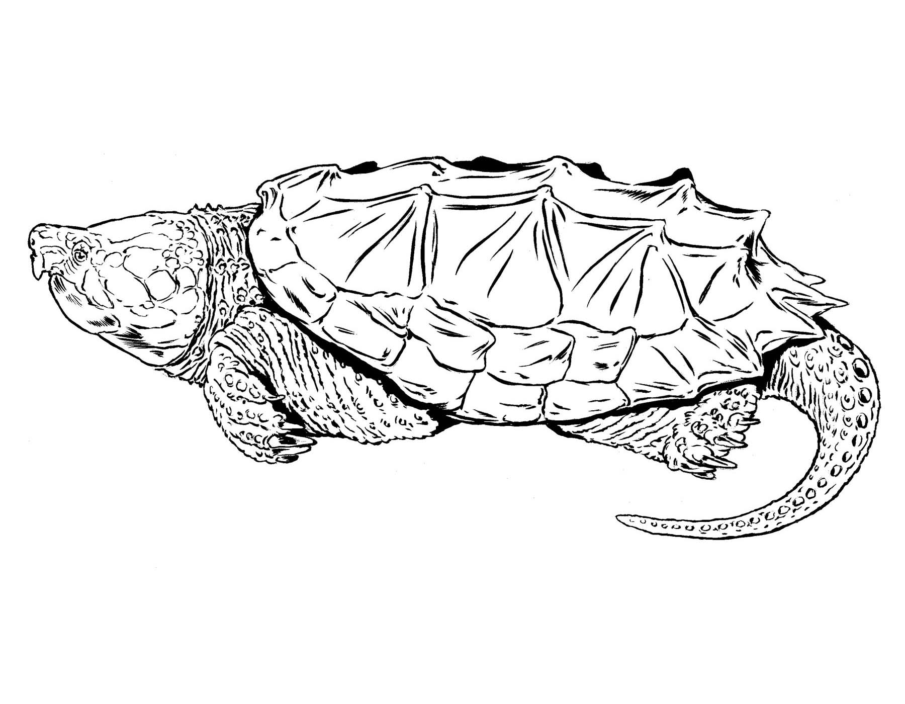 Alligator Snapping Turtle coloring #8, Download drawings