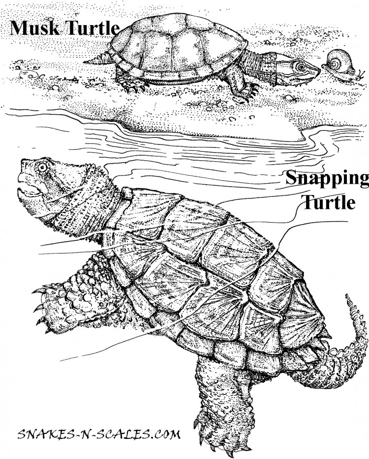 Alligator Snapping Turtle coloring #1, Download drawings