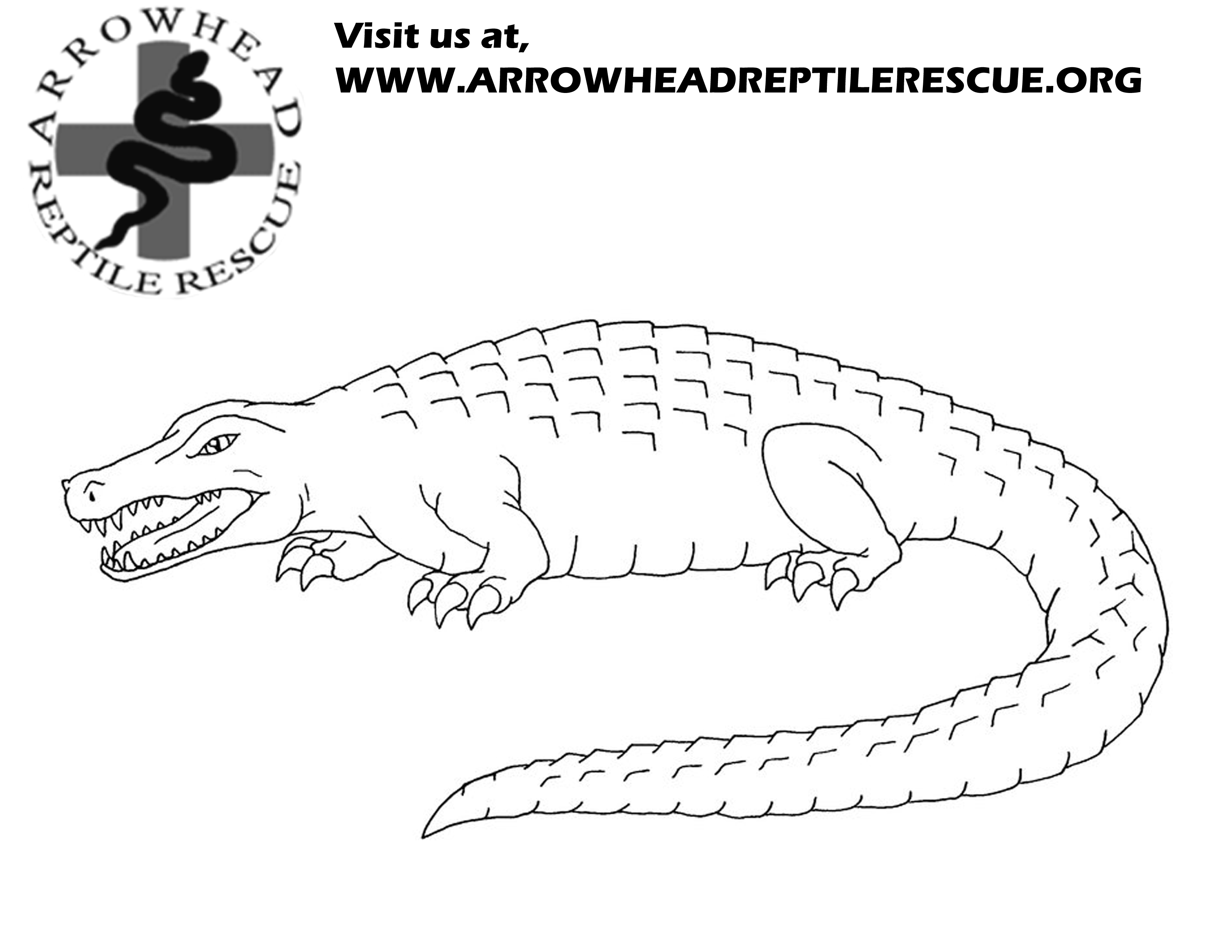 Alligator Snapping Turtle coloring #2, Download drawings