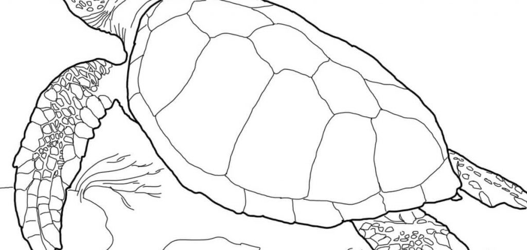 Alligator Snapping Turtle coloring #10, Download drawings