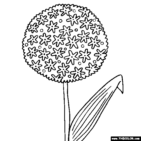 Allium coloring #1, Download drawings