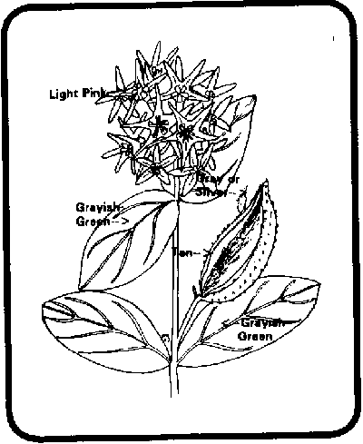 Allium coloring #13, Download drawings